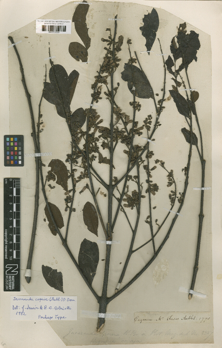 Herbarium specimen of Jacaranda copaia from the British Museum of Natural History, BM001209659