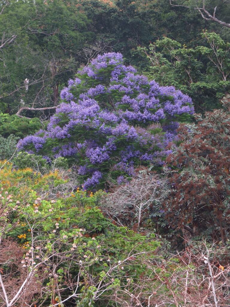 Jacaranda copaia tree in full bloom, crown covered with lavender-blue flowers above surrounding forest canopy