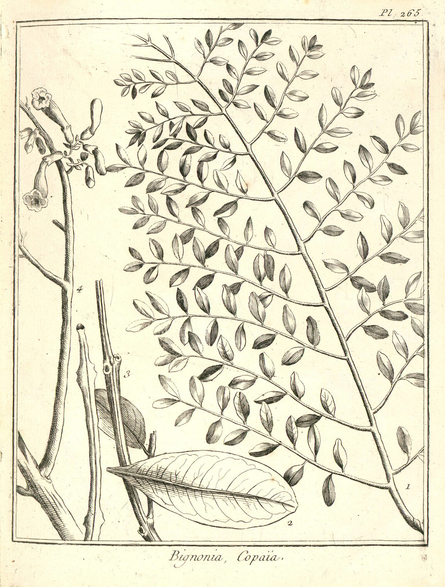 Original botanical illustration of Bignonia Copaia from Aublet's 1775 Histoire des Plantes de la Guiane Francoise, plate 265, showing bipinnate leaf, fruit, and flower details