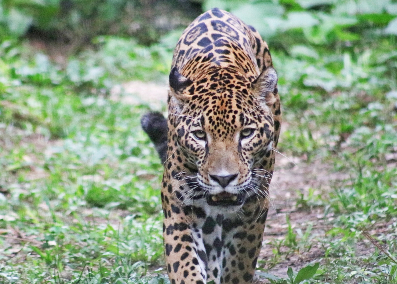 Jaguar walking toward the camera
