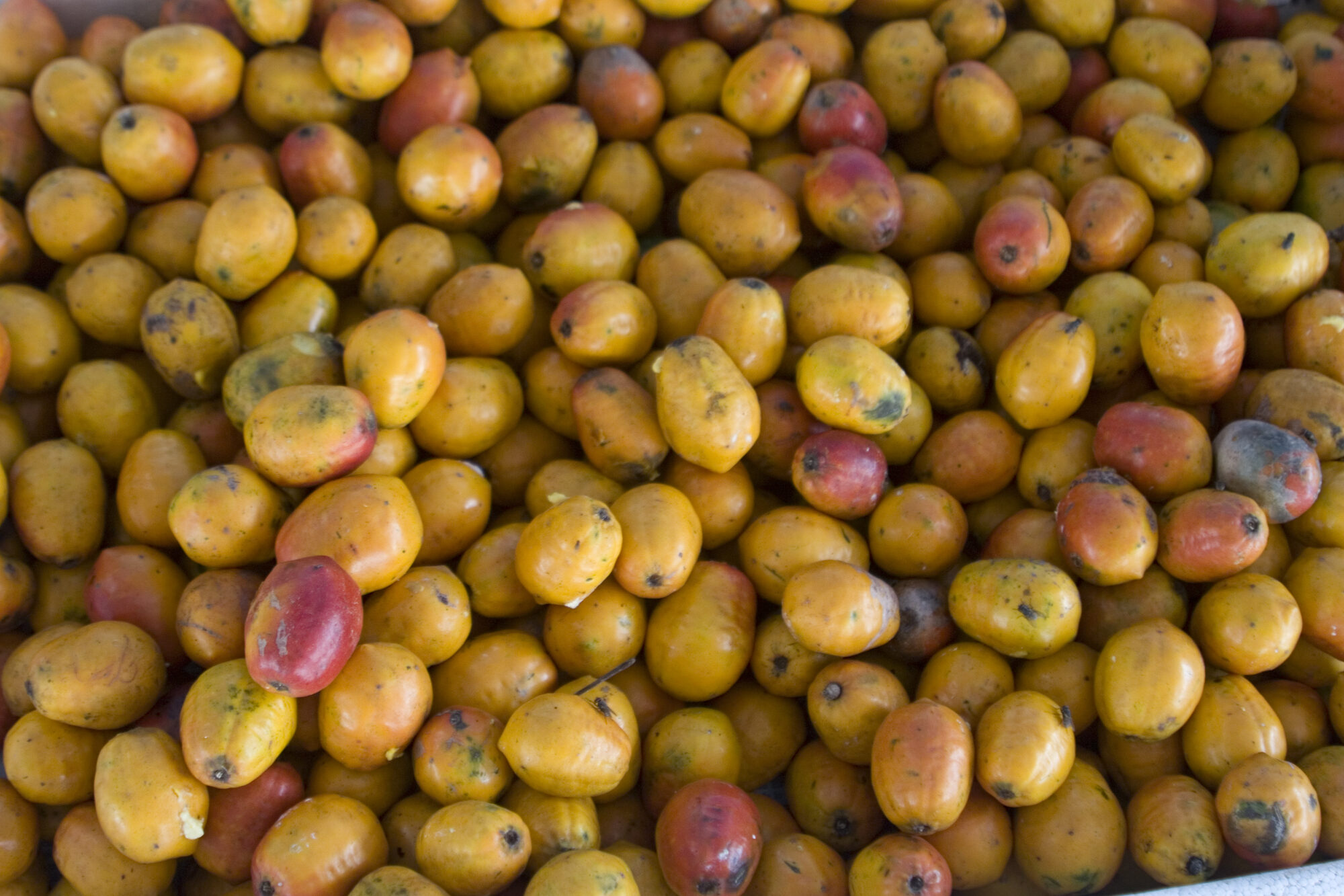 Ripe yellow jobo fruits (Spondias mombin)