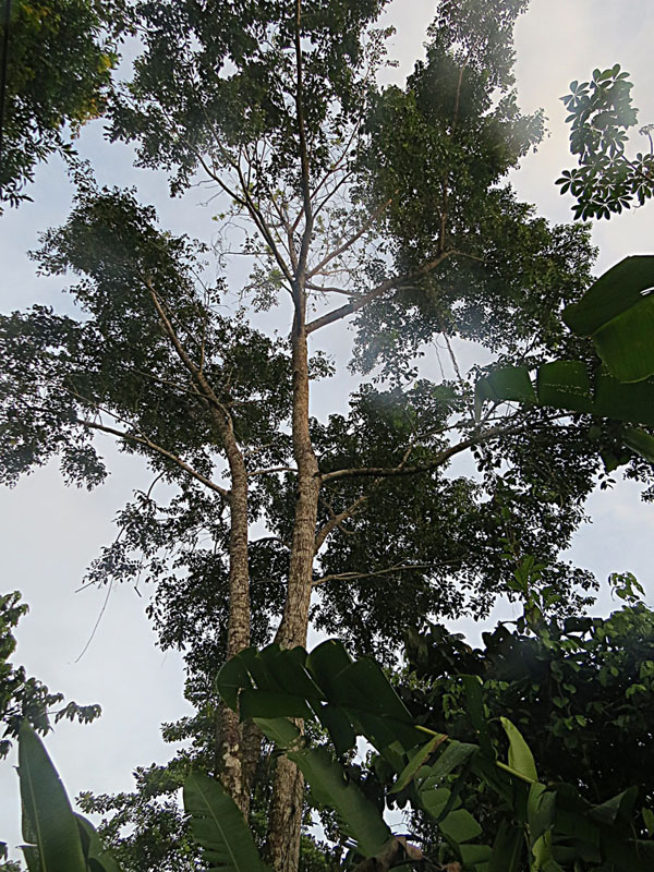 A tall jobo tree (Spondias mombin) showing compound leaves and spreading crown
