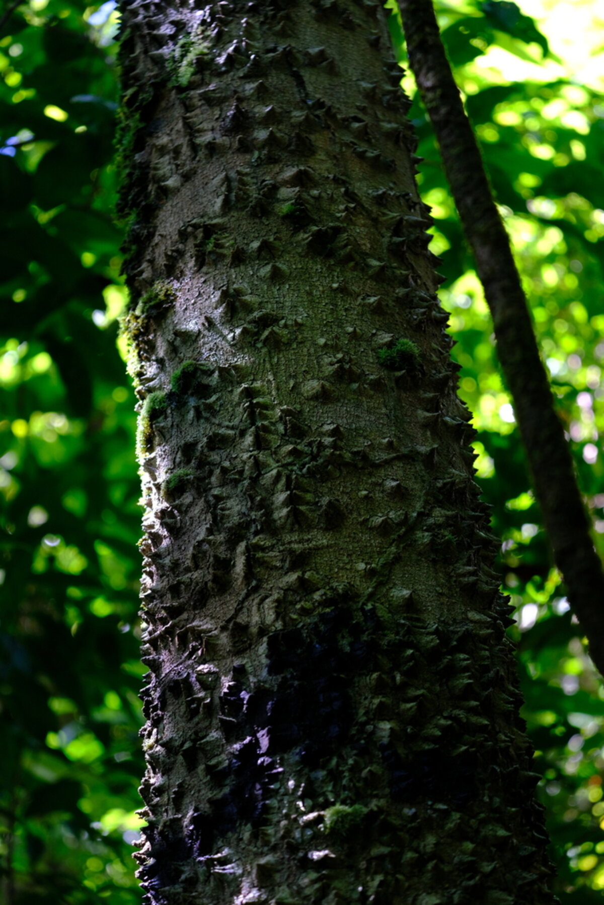 Thorny trunk of cerillo in forest understory