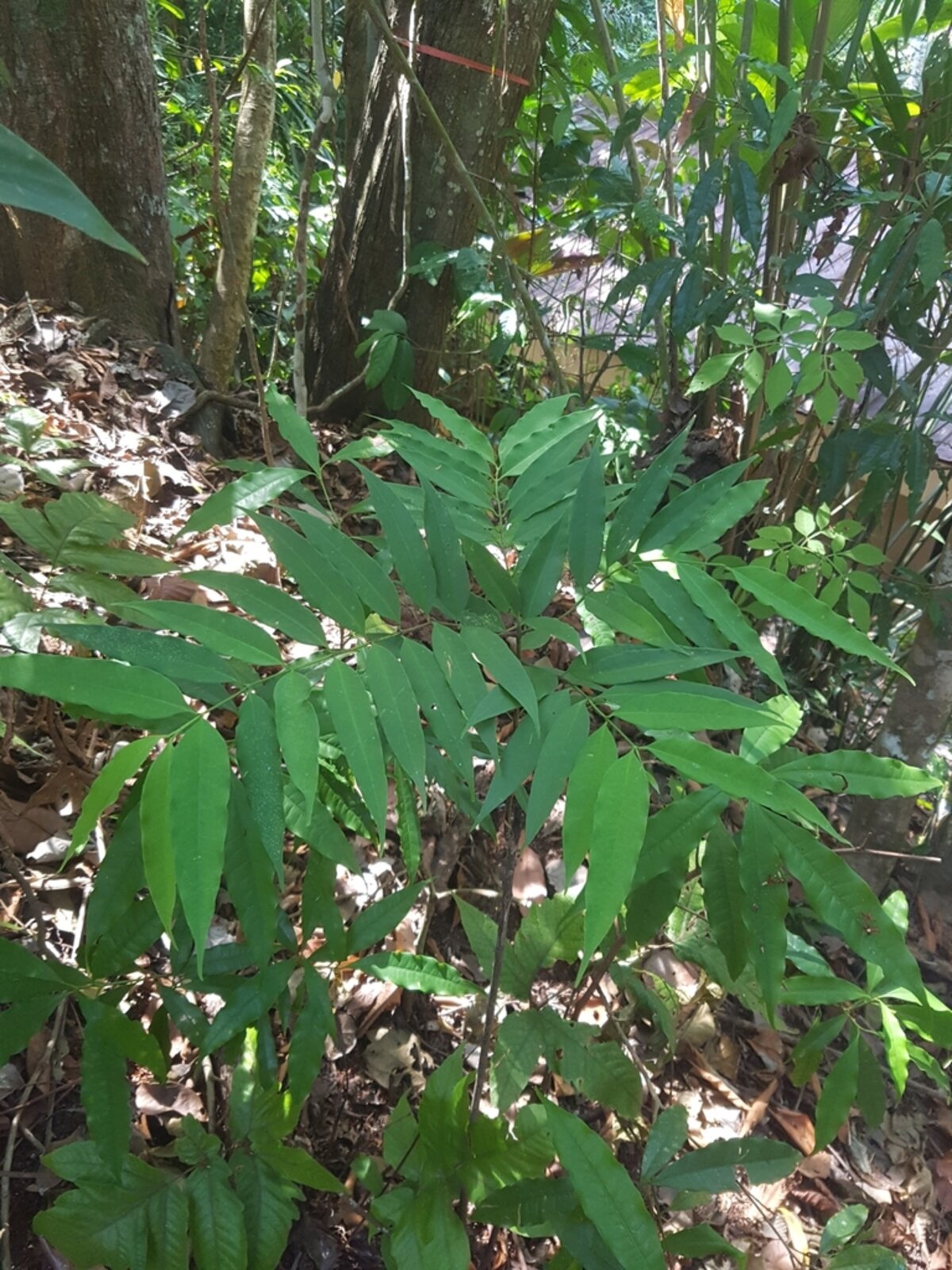Cerillo foliage showing leaf arrangement