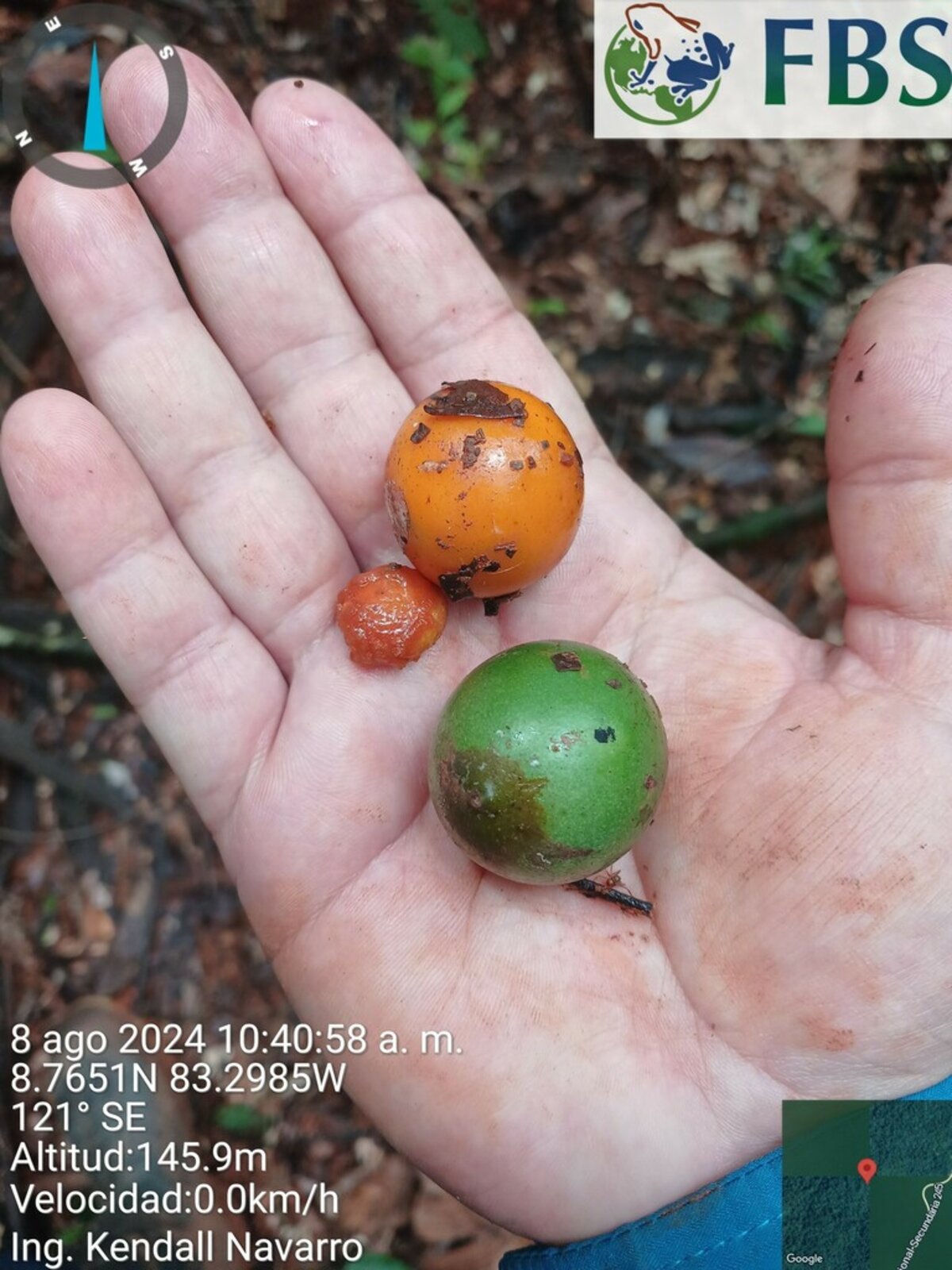 Cerillo fruits in hand showing size and color stages