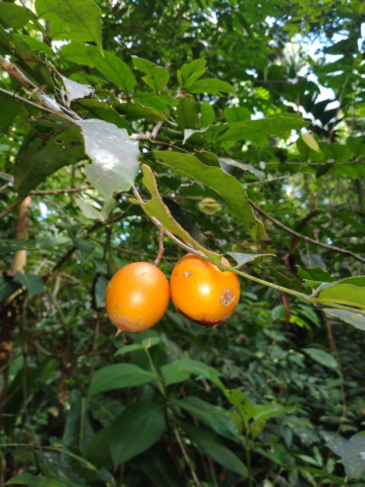 Ripe yellow fruits of cerillo on branch