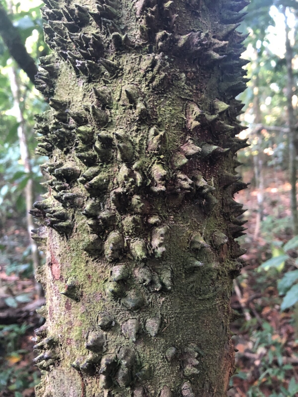 Close-up of conical thorns on cerillo bark