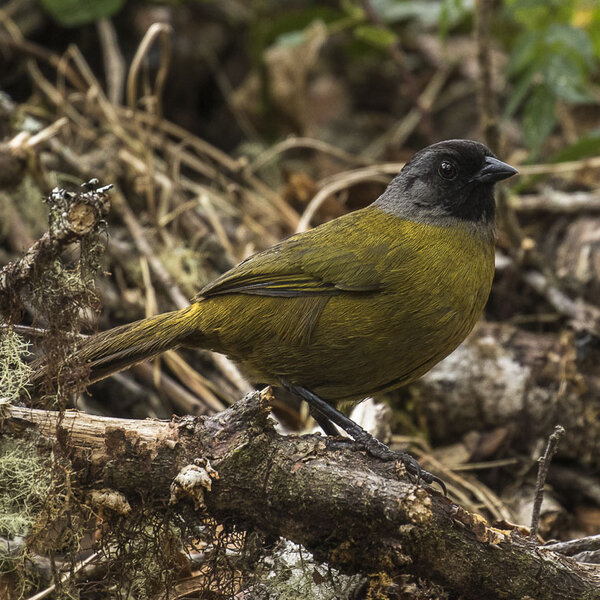 Large-footed Finch (Pezopetes capitalis)
