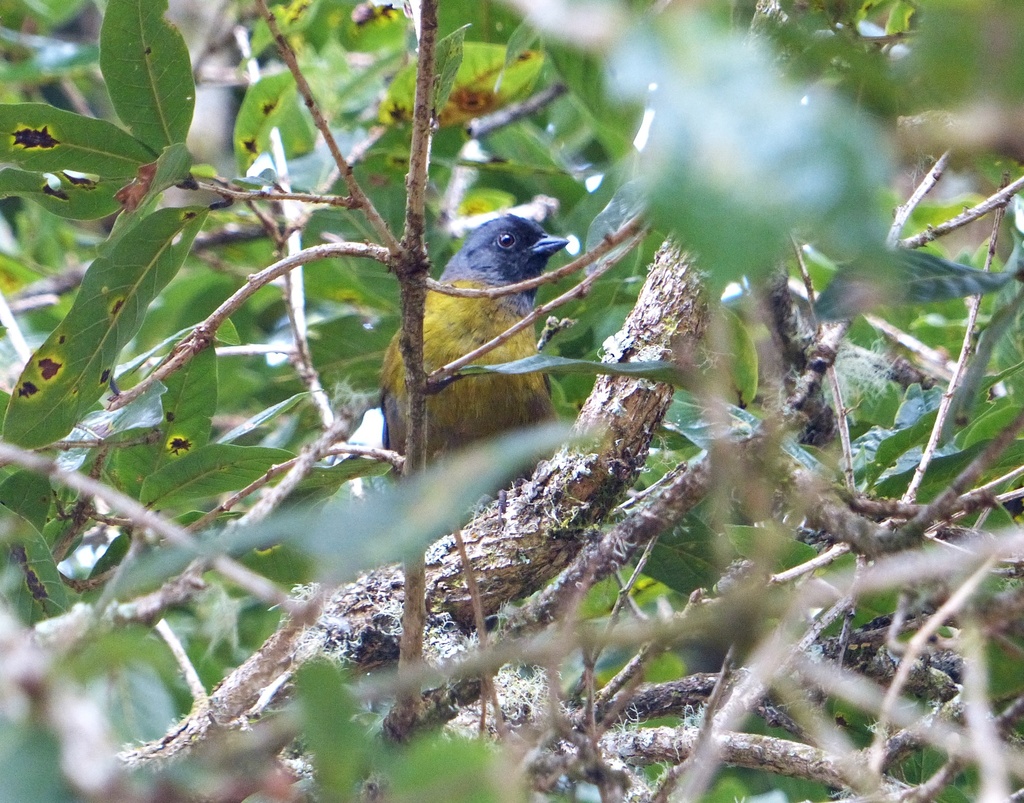 Large-footed Finch