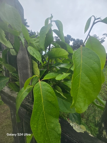 Ocotea leucoxylon foliage