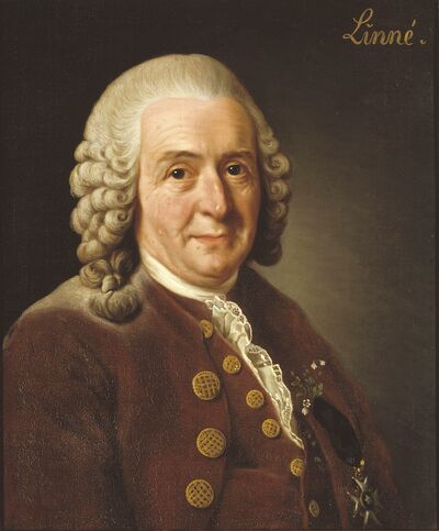 Portrait of Carl Linnaeus