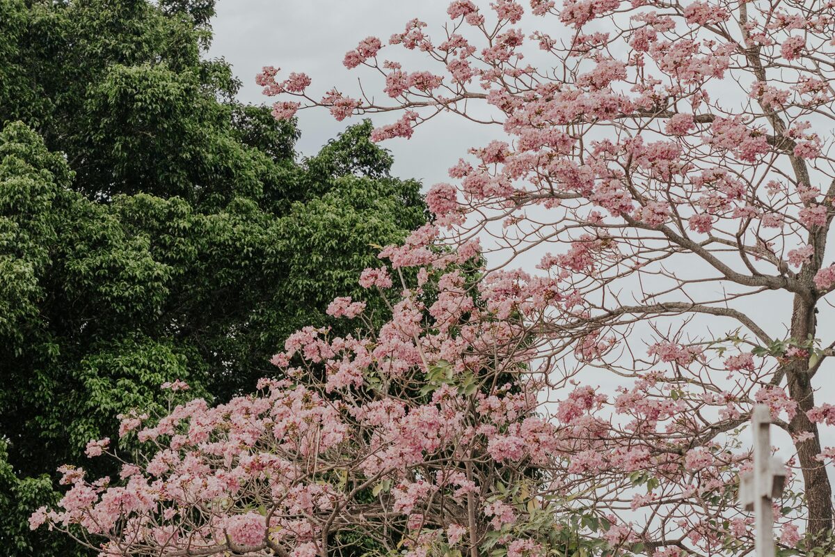 A pink Tabebuia rosea tree blooming against a backdrop of tropical forest, the kind of landscape Fournier studied and protected.