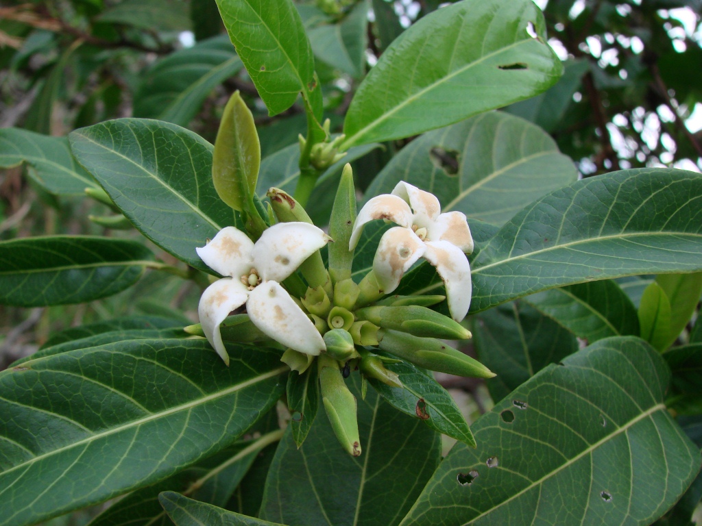 Alibertia edulis flowers