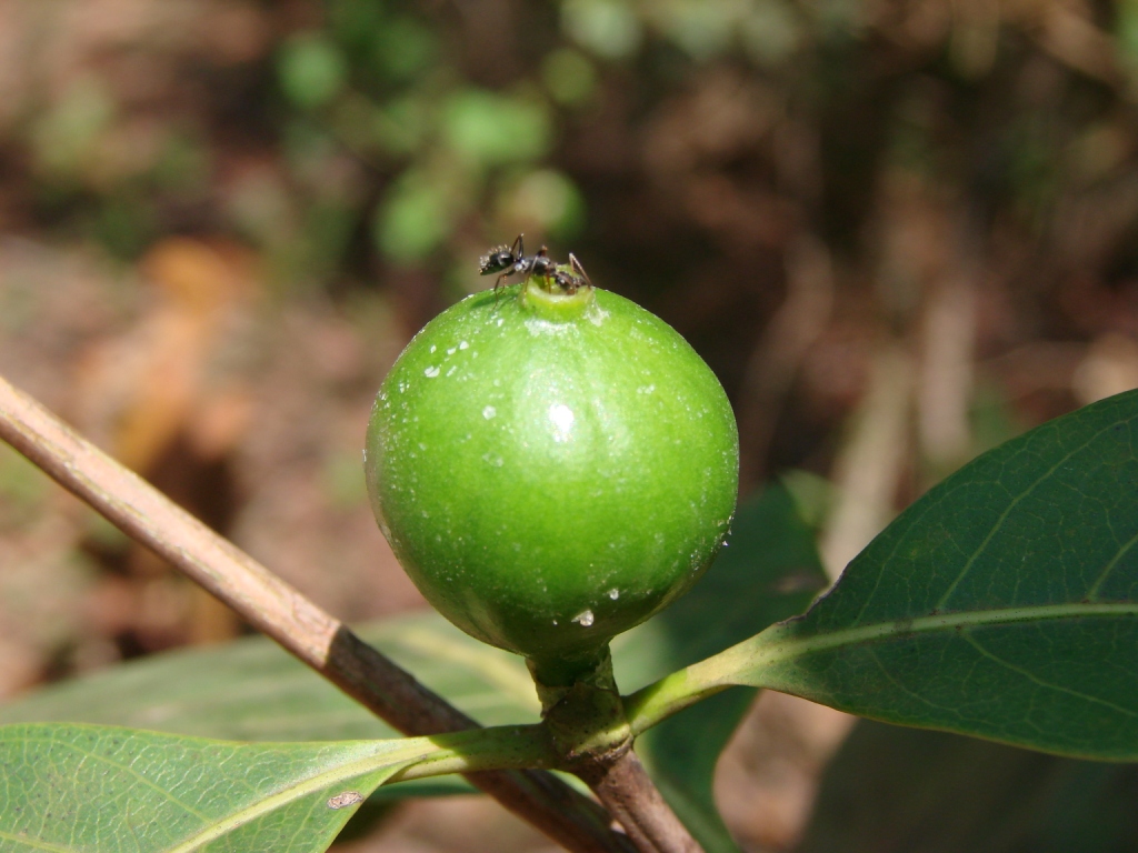Alibertia edulis immature fruit detail