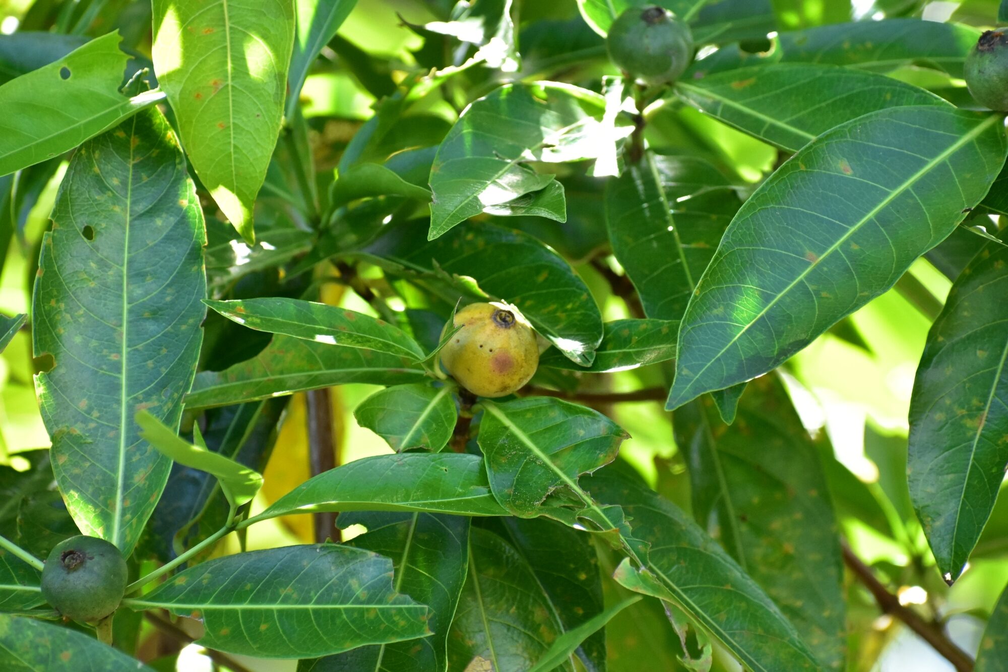 Alibertia edulis fruits and leaves