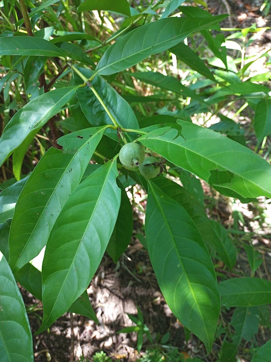 Alibertia edulis leaves showing whorled arrangement