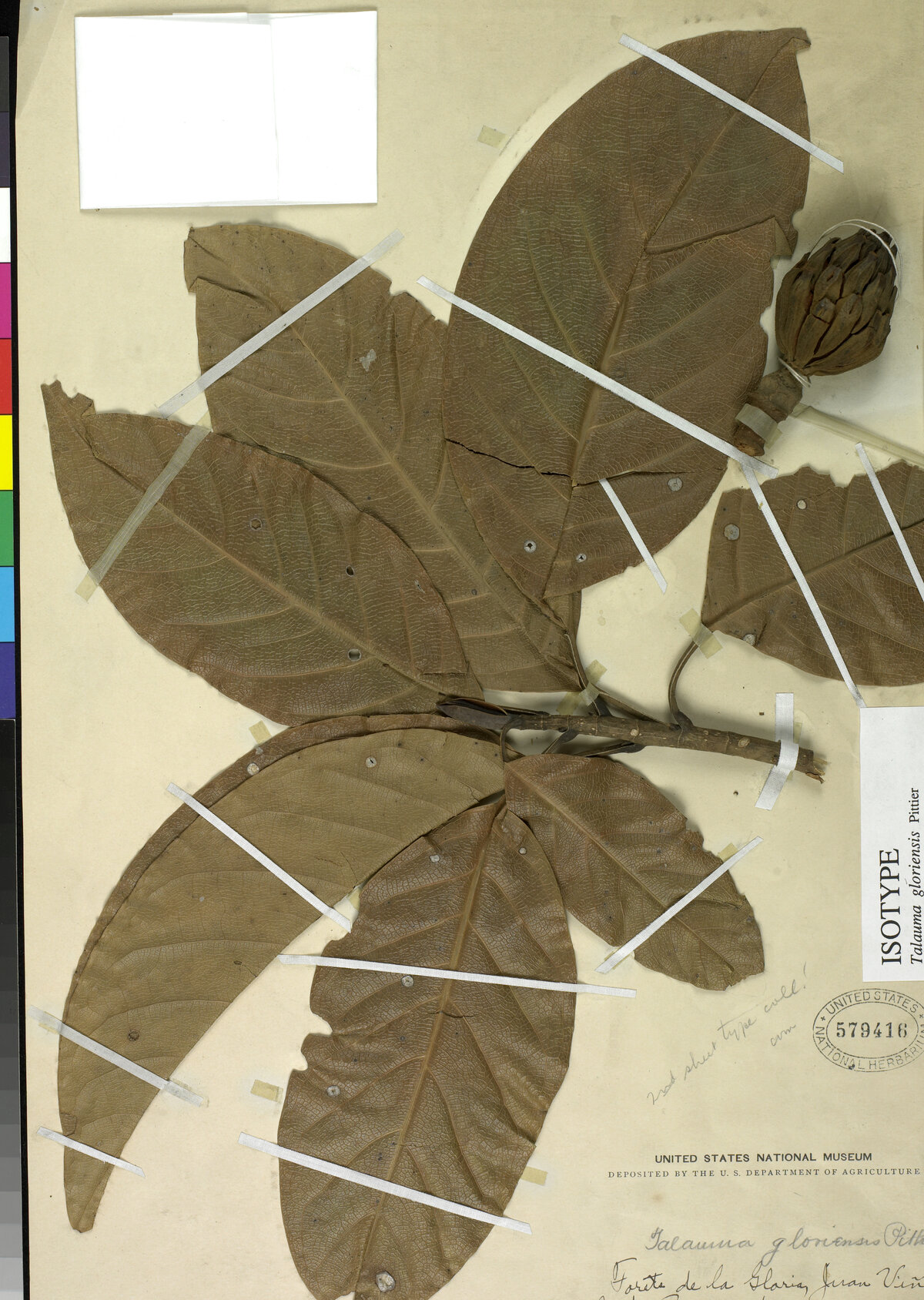 Isotype specimen of Talauma gloriensis collected by Henri Pittier