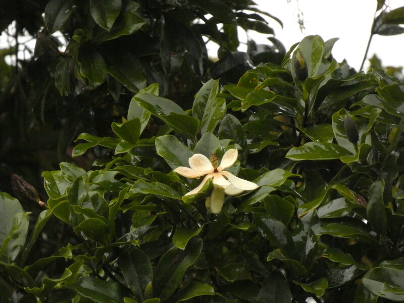 Magnolia poasana flower showing cream-white spatulate petals