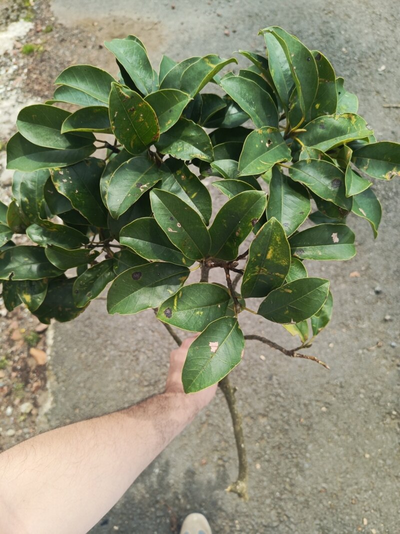 Magnolia poasana foliage showing glossy elliptic leaves