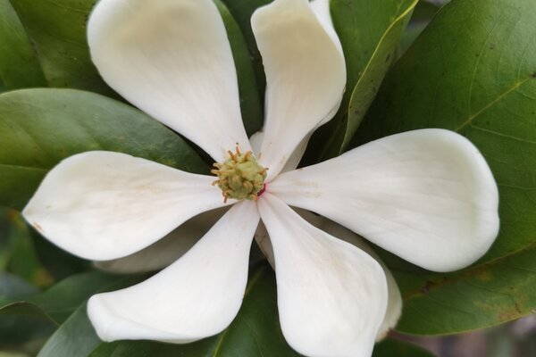 Flower of Magnolia poasana, a related Costa Rican cloud forest magnolia