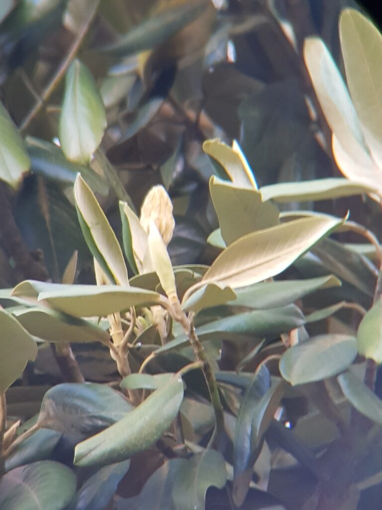Magnolia sororum flower bud with foliage