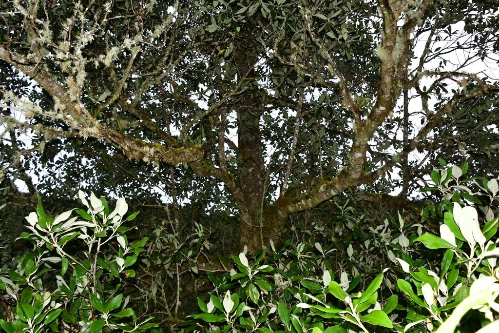 Magnolia sororum canopy with epiphyte-covered branches in cloud forest