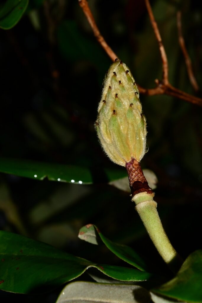 Close-up of Magnolia sororum developing fruit showing pubescent texture