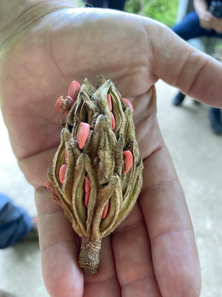 Magnolia sororum aggregate fruit with pink seeds visible