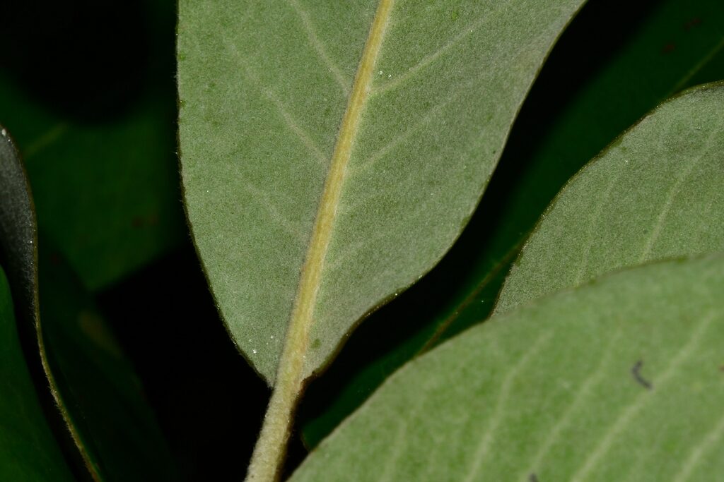 Magnolia sororum leaf underside showing pale color and fine pubescence