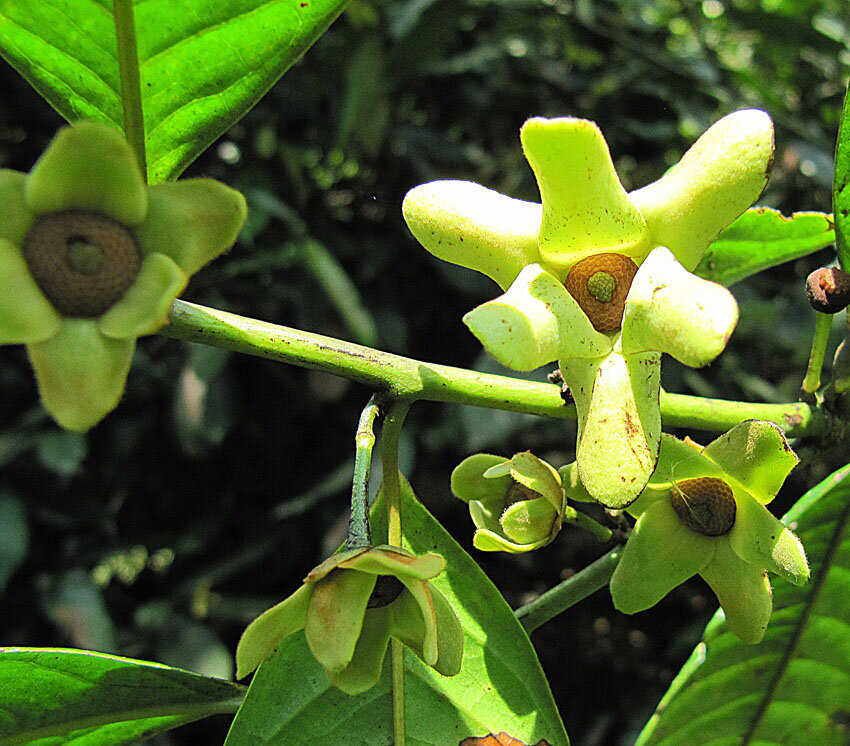 Yellow flower of Guatteria amplifolia