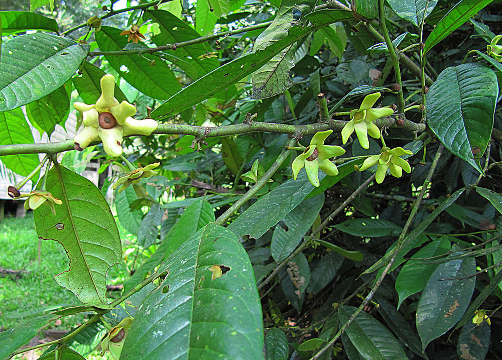 Branch of Guatteria amplifolia with multiple flowers