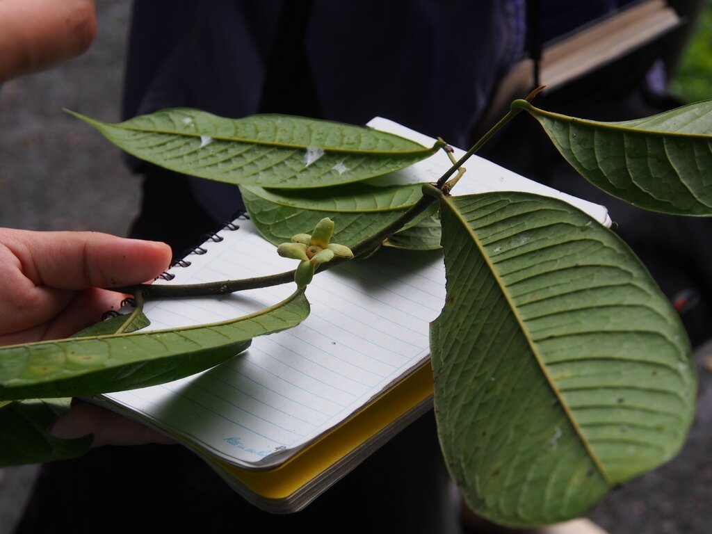 Branch of Guatteria amplifolia showing alternate leaf arrangement