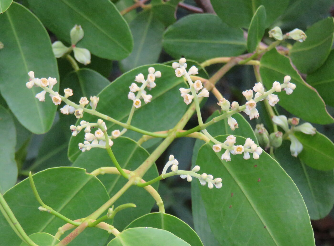 White mangrove flowers (Laguncularia racemosa) on spike