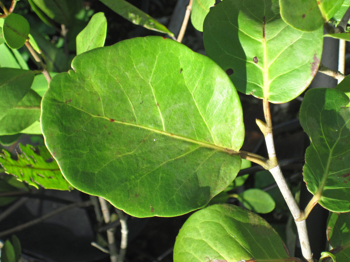Close-up of white mangrove leaves showing elliptical shape and leathery texture