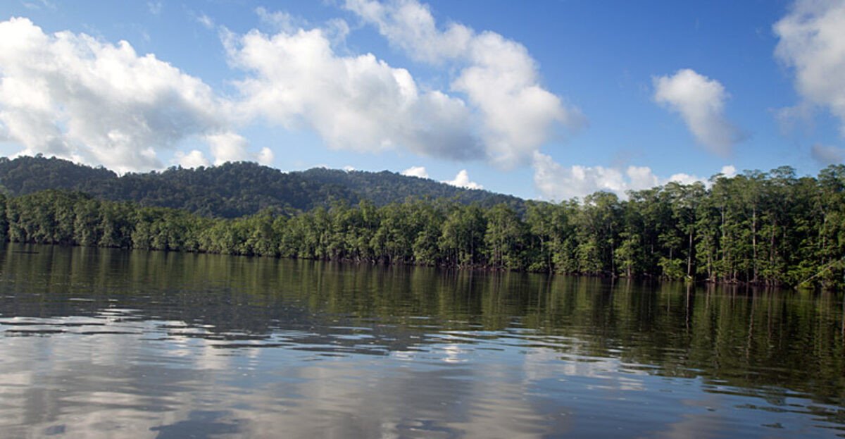 Mangrove forest along the Sierpe River in Costa Rica
