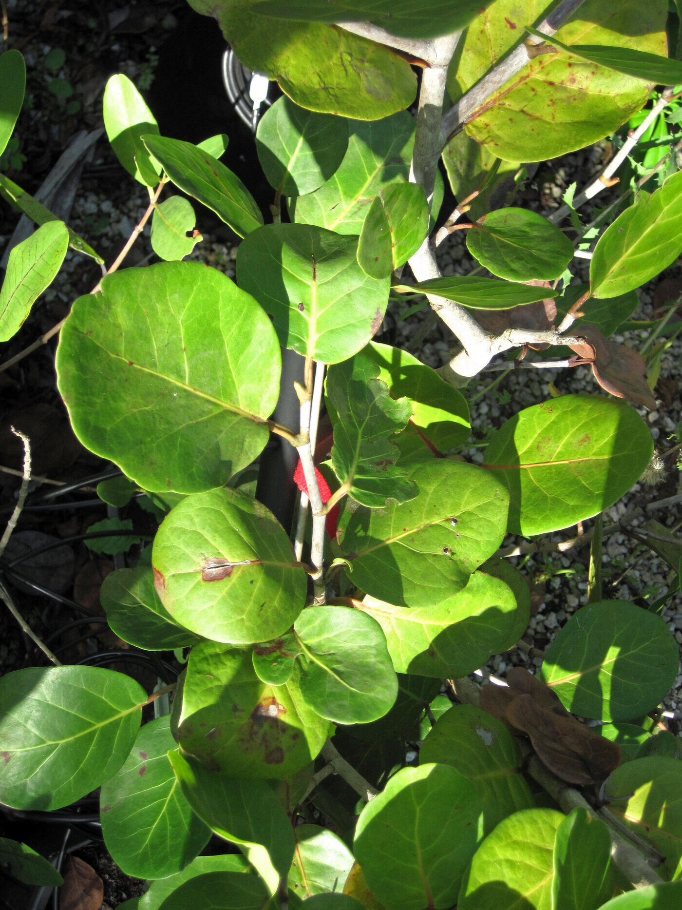 White mangrove tree (Laguncularia racemosa) showing characteristic foliage