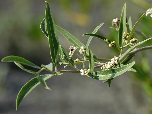 White flowers of black mangrove