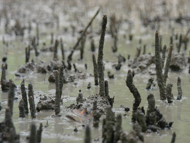 Pneumatophores (breathing roots) of black mangrove emerging from mud