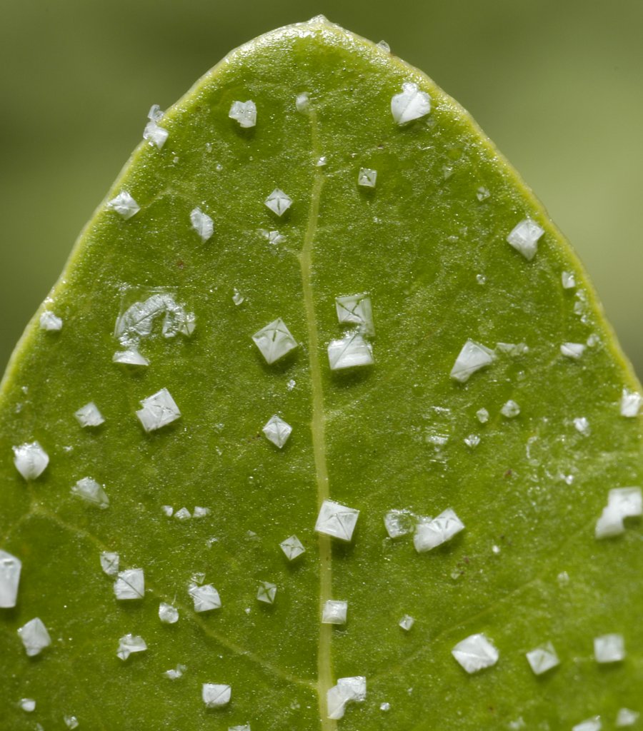 Salt crystals excreted on black mangrove leaf surface