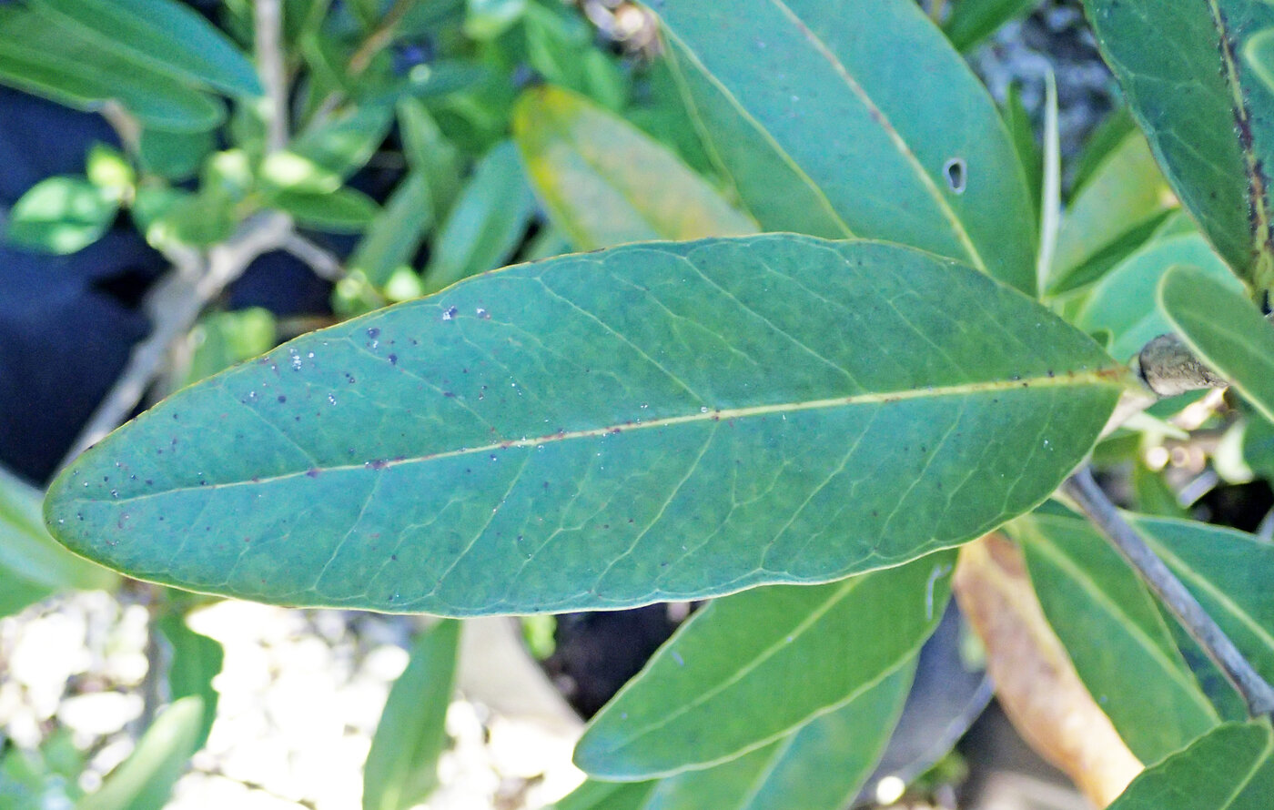 Black mangrove tree (Avicennia germinans) showing characteristic foliage and habitat