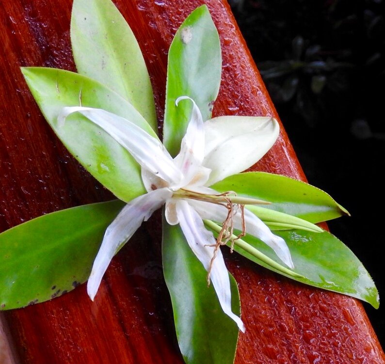 Flower of Pelliciera rhizophorae showing white petals and green sessile leaves