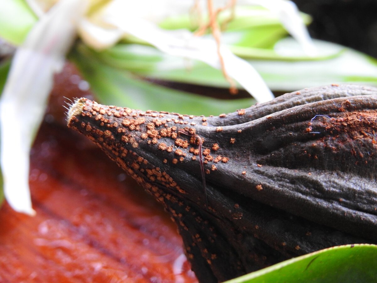 Fruit of Pelliciera rhizophorae showing beaked shape