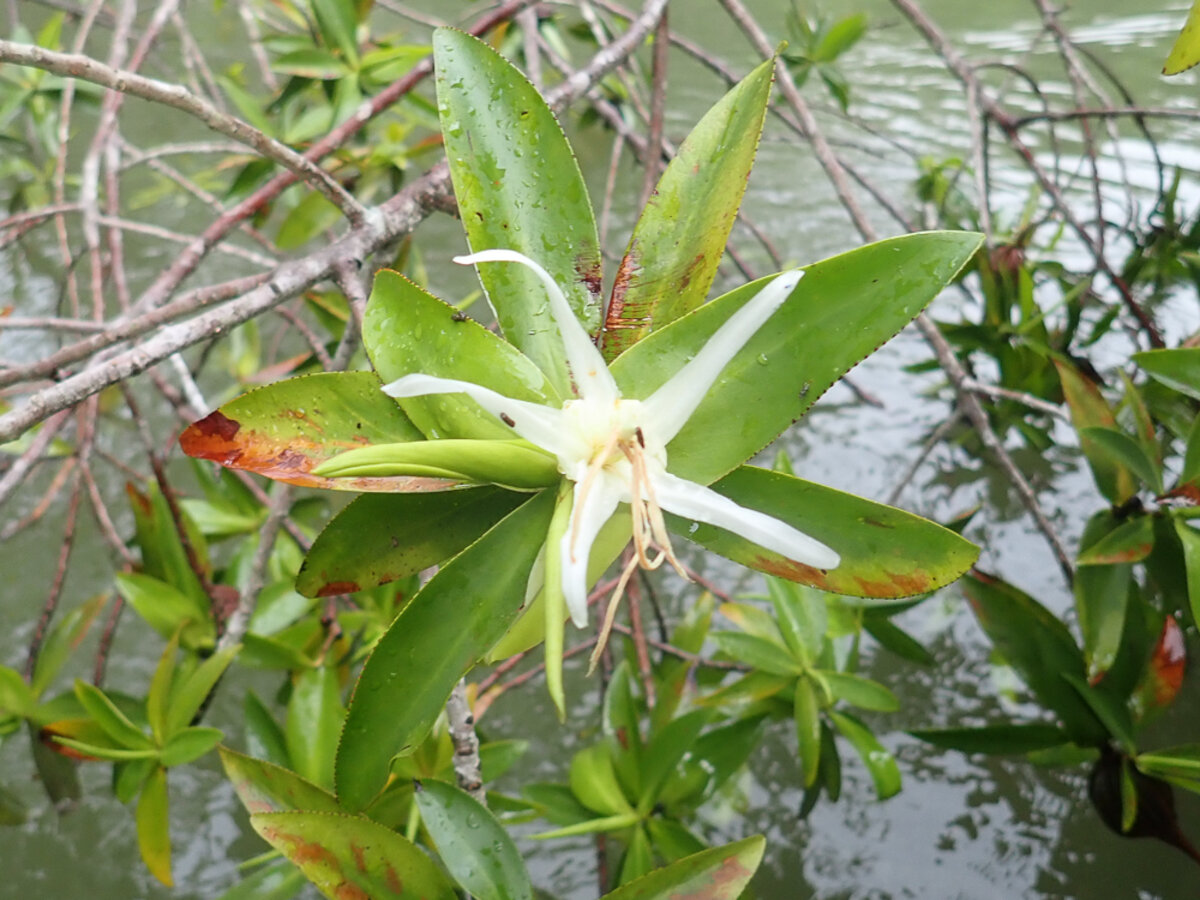 Pelliciera rhizophorae flower with white petals and spiral leaf arrangement
