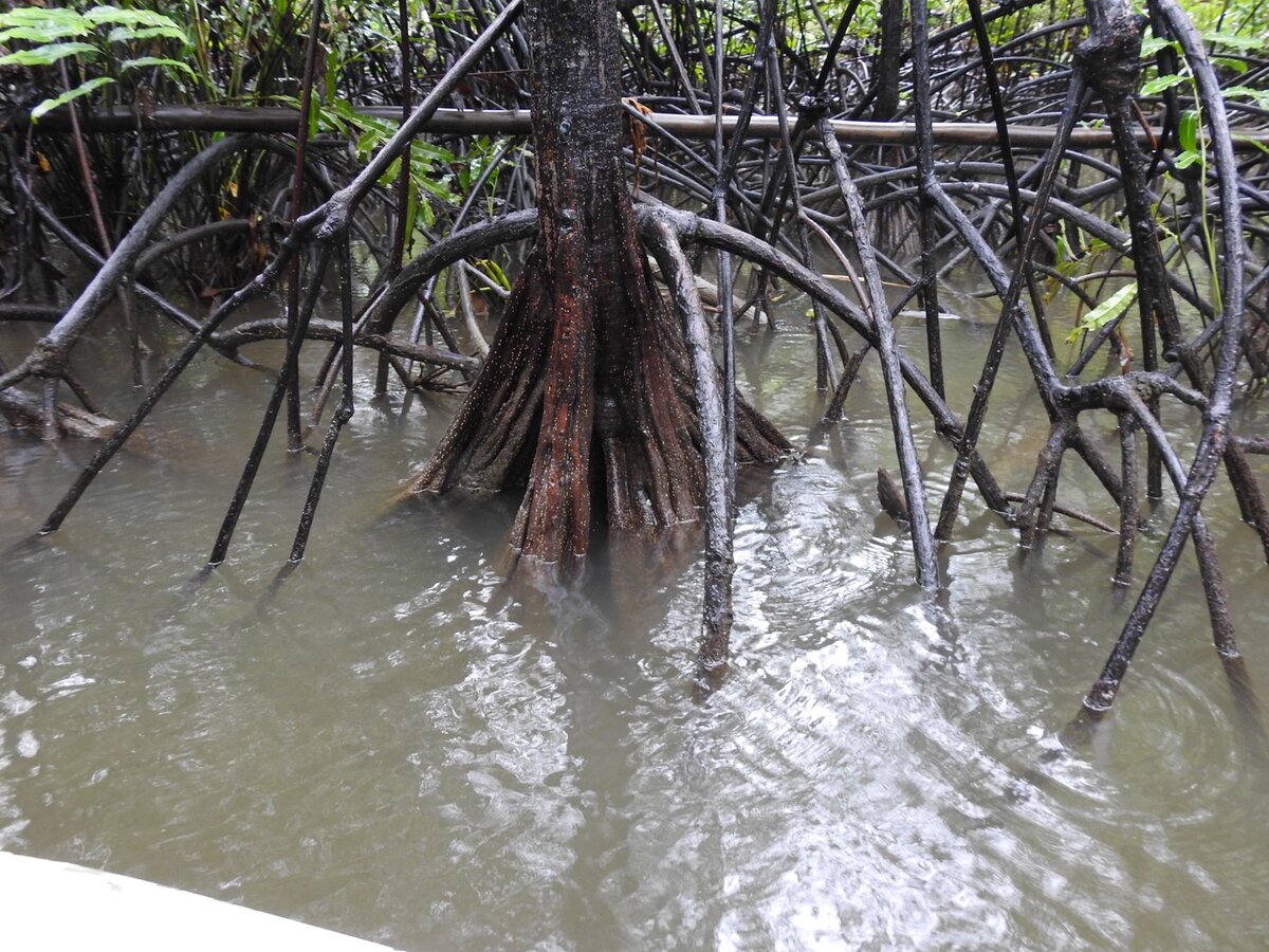 Buttressed trunk base of Pelliciera rhizophorae