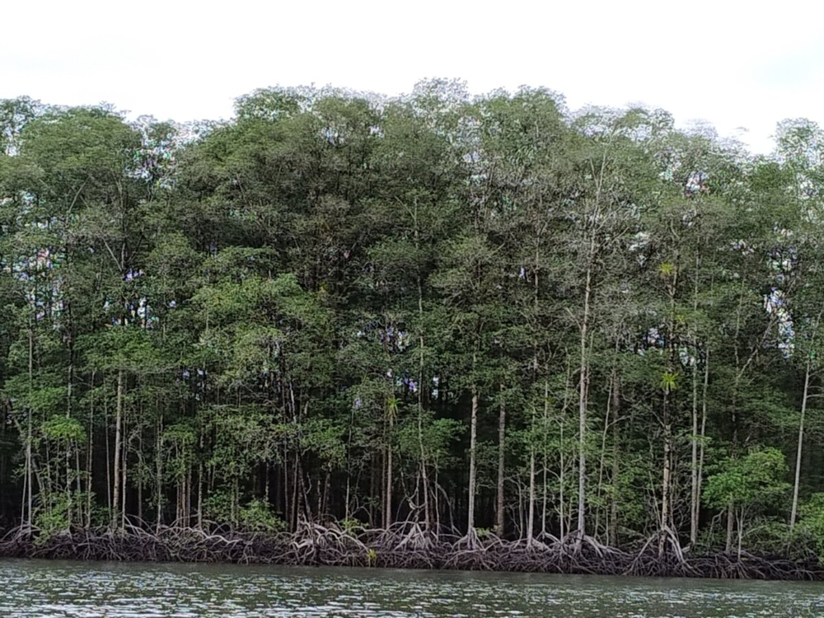 Rhizophora racemosa in Sierpe, Costa Rica