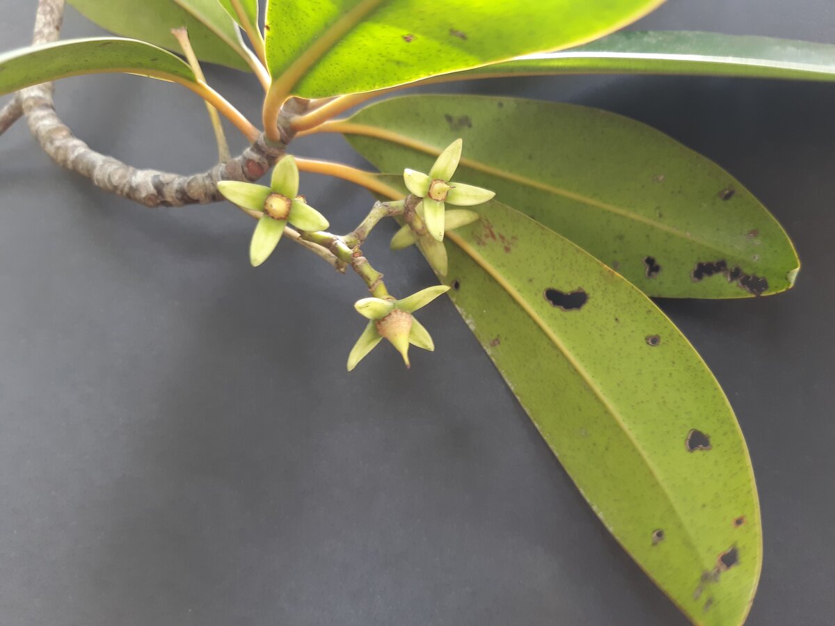 Rhizophora racemosa flowers