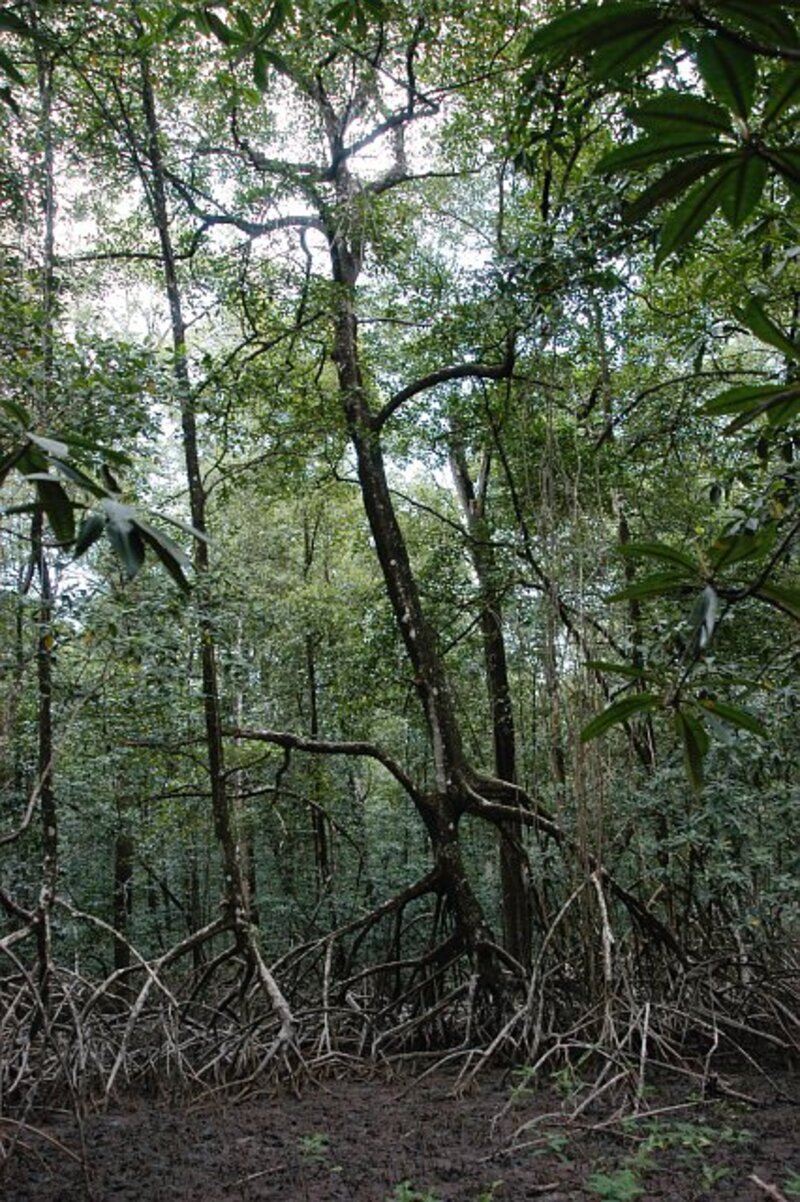 Rhizophora mangrove forest habitat