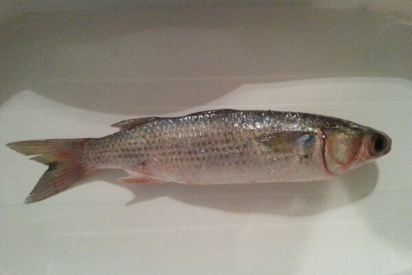 White mullet