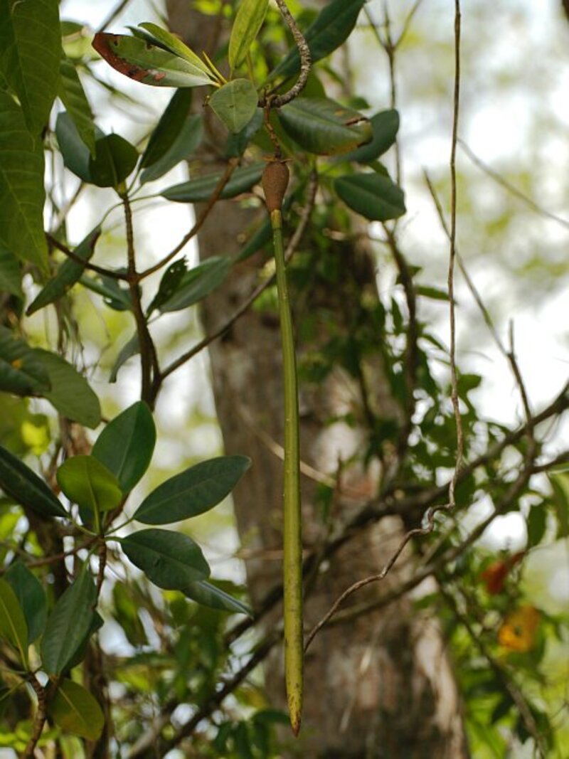 Rhizophora racemosa propagule