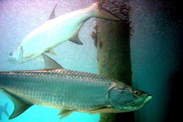 Atlantic tarpon